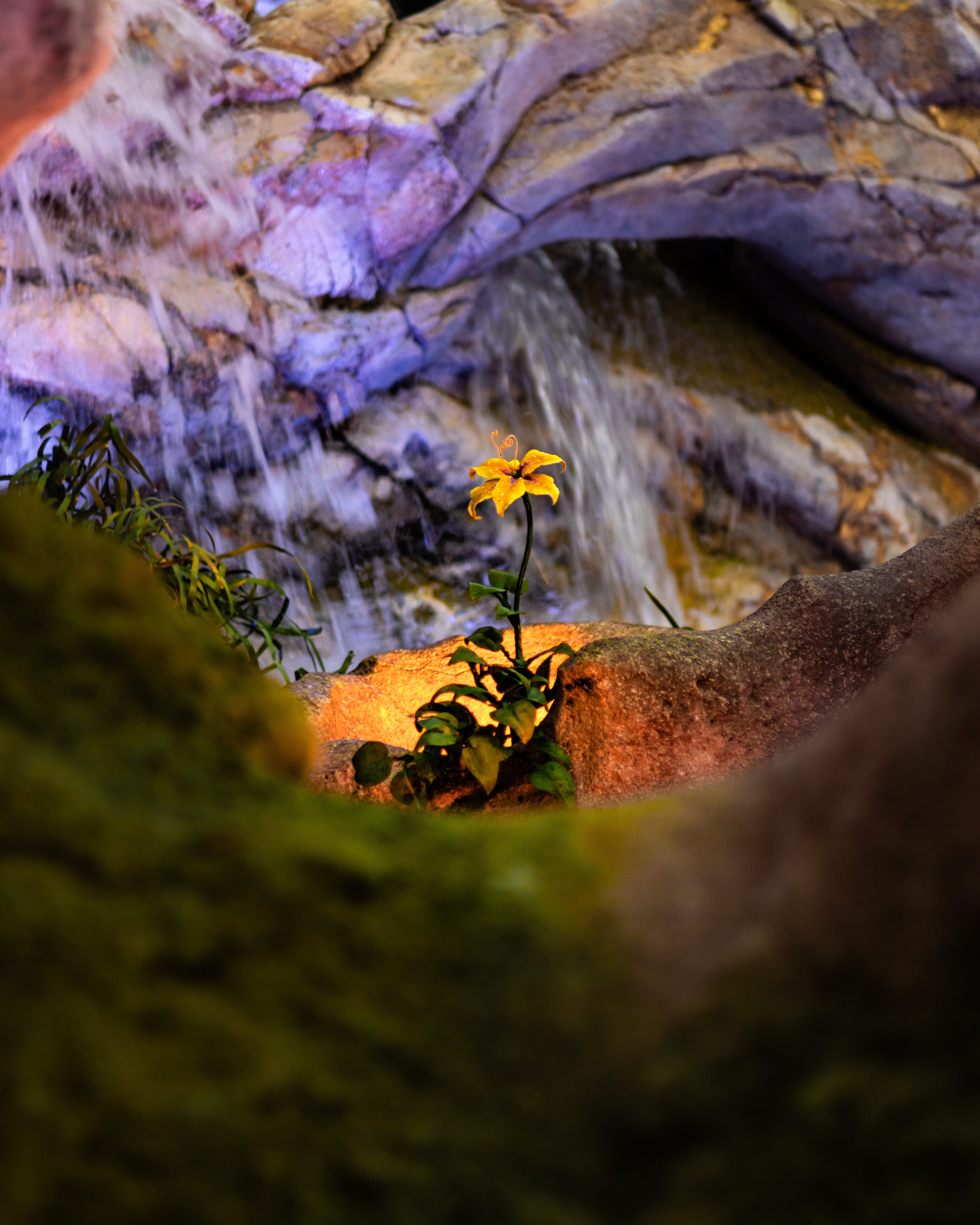 ラプンツェルの花【レタ報vol.1】