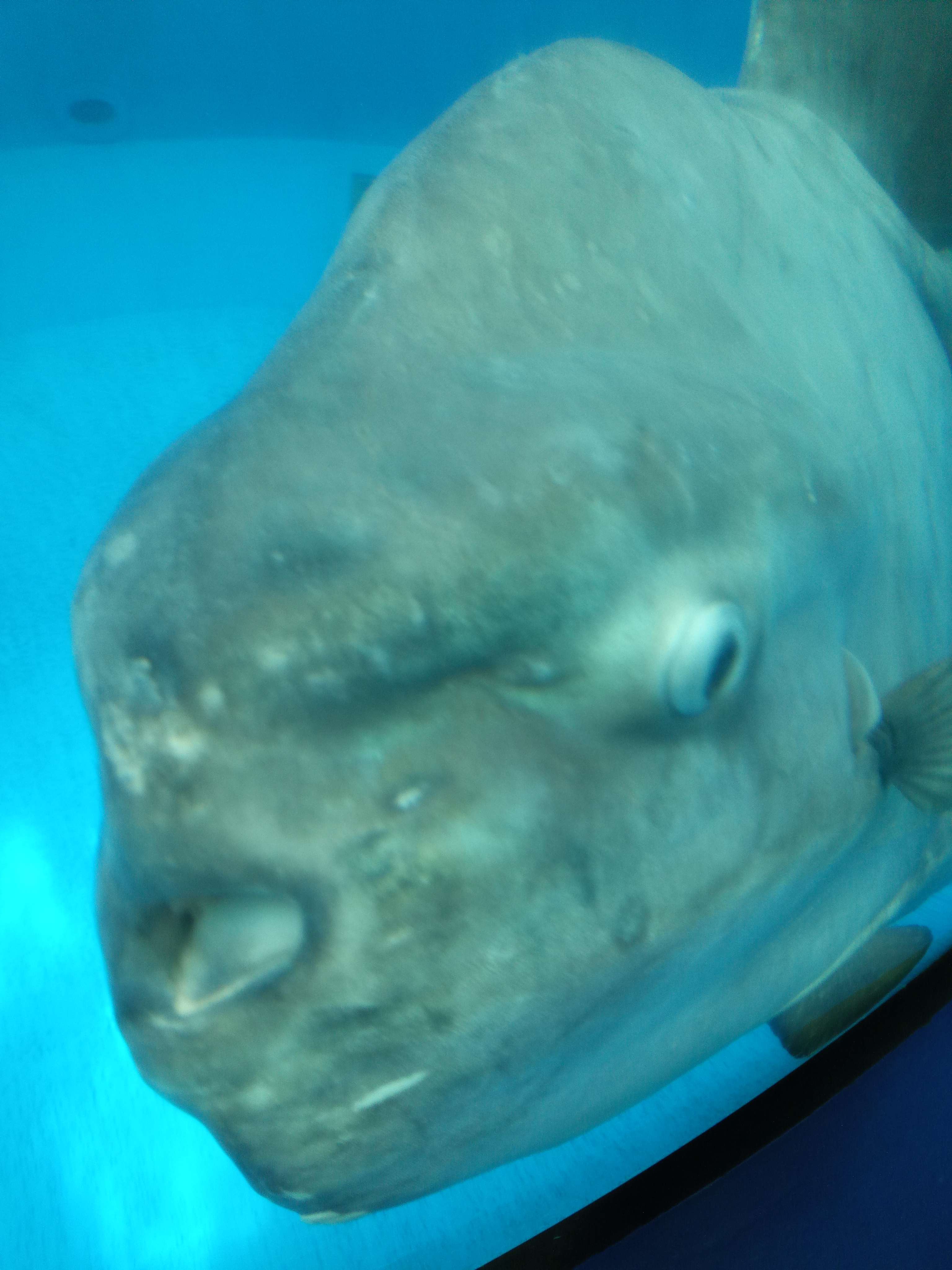 ン～マンボウ！